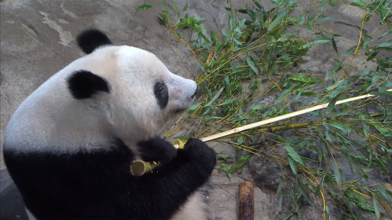 上野動物園の人気者 シャンシャン 4歳の誕生日 Fnnプライムオンライン 上野動物園 の人気者が 4歳の誕生日 ジャ ｄメニューニュース Nttドコモ