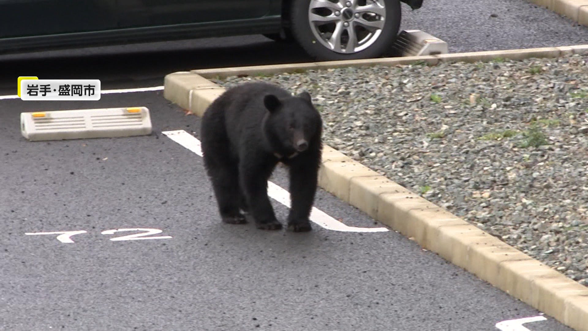 取材中にも「クマ！クマ！クマ！」住民恐怖…住宅街のいたるところに  