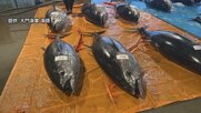 「黒いダイヤ」が今は「石ころ」に　急増するクロマグロと漁獲枠上限の壁　マグロを網から放流するとほかの魚がすべて逃げたことも
