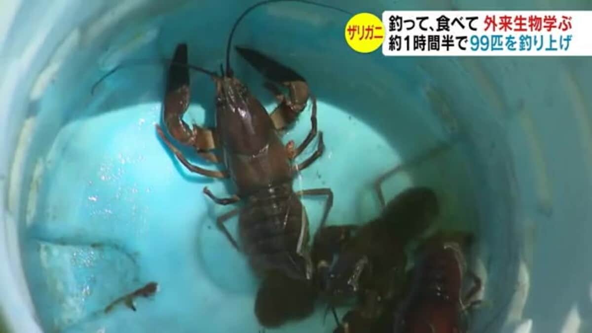 ニホンザリガニ 13匹