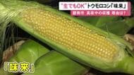 生産者「メロンより甘い」生でも食べられるトウモロコシ『味来』の収穫がピーク 約50トンがJAの産直店舗に