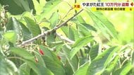 「いいところだけ盗まれた」 出荷直前のサクランボ“10万円分”盗難…期待の新品種「やまがた紅王」デビュー後初被害【山形発】