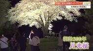 満月の夜に輝く満開の桜　大月町で樹齢200年「月光桜」が見頃、7日までライトアップ【高知】