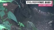 アマミノクロウサギ事故死が過去最多　2025年の1年間で185匹【鹿児島】