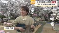 松山の桜スポット・石手川公園も春色　３日夕方の花見会場を小川アナが中継　ウクレレも一興【愛媛】