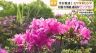 ミヤマキリシマ見頃到来　初夏の霧島連山がピンク色に　絶景が広がる