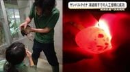 ヤンバルクイナ　凍結精子で人工授精に成功！