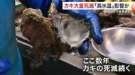 宮城県産カキに大量死滅の被害　気仙沼や石巻の一部で７割死滅　高水温が影響か「なりわい続かない」悲鳴