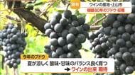 樹齢80年のワイン用ブドウを収穫　手間暇かけて育てる理由とは？　山形・上山市