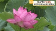 約120メートル・お堀に咲くピンクのハス見ごろ　8月下旬まで楽しめる　山形・米沢市上杉神社