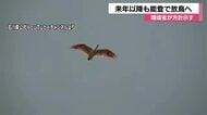 「能登9市町すべてで放鳥を」山野知事が語る夢、トキ放鳥の来年以降の能登で継続方針が決定