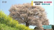 佐賀でサクラ満開 樹齢120年!馬場の山桜が見頃【佐賀県佐賀市・武雄市】