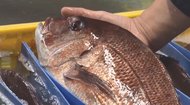 天然ものよりおいしい⁉ 漁獲量減少で注目の「養殖魚」は価格も安定…養殖マグロの“うま味”を検証