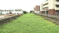 【追跡】“地球上最悪の侵略的植物”全国15府県で猛威 水害引き…