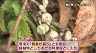 正月の縁起物野菜「チョロギ」 収穫最盛期 大分・竹田市