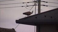 【独自】埼玉・朝霞市の住宅街に2羽のクジャクが出没 大きな鳴き声で... 住民困惑 道路を堂々と