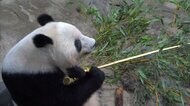 上野動物園の人気者・シャンシャン 4歳の誕生日