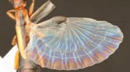 昆虫最小に折り畳める「ハサミムシの翅」の仕組みを解明…その秘密は“折り紙”だった