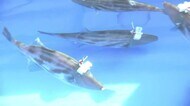全国で初めて…富山湾の冬の味覚“ウマヅラハギ”の回遊ルートを探る調査開始 資源の確保に
