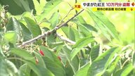 「いいところだけ盗まれた」 出荷直前のサクランボ“10万円分”盗難…期待の新品種「やまがた紅王」デビュー後初被害【山形発】