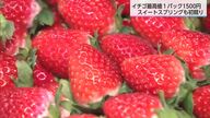 甘くておいしい！宮崎県産イチゴの初競り　猛暑の影響で品薄傾向・価格上昇