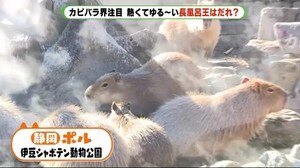 カピバラ恒例の“長風呂”対決 熱くてゆるい戦いの勝者は?? 静岡