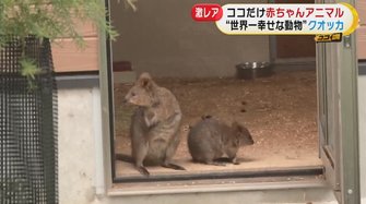 世界一幸せな動物 砂漠の天使 激レア動物の赤ちゃん続々誕生 日本で唯一の希少動物を飼育する理由とは