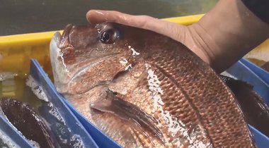 天然ものよりおいしい⁉ 漁獲量減少で注目の「養殖魚」は価格も安定…養殖マグロの“うま味”を検証