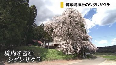 貴布禰神社の境内を飾るシダレザクラが咲き誇る【宮城発】