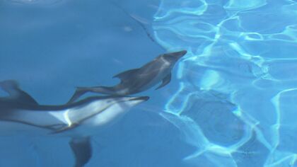 「次につなげるために」死産乗り越え…水族館のカマイルカ 誕生も立ちはだかる10％の壁【福岡発】