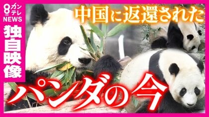 パンダ全頭返還の和歌山県白浜町　アドベンチャーワールドはどうなったのか…飼育スタッフが8年間の想いと返還の舞台裏を打ち明ける　町役場からはパンダの看板が消え「”ポストパンダ”に切り替えた」と町長　次は温泉で勝負？