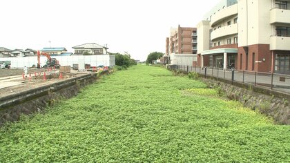 【追跡】“地球上最悪の侵略的植物”全国15府県で猛威 水害引き起こす恐れも