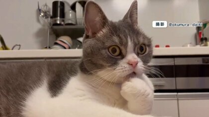 ｢ニャ、ニャンだこれー！！｣猫のココちゃんが目を丸くした視線の先に“オオカミバンド”？