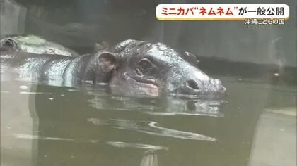 ミニカバのネムネムが一般公開　沖縄こどもの国