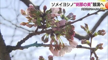 春の陽気に誘われ…早咲きスポットでソメイヨシノ開花！26日から4月下旬並みの暖かさで開花“秒読み”