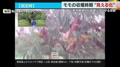 「果物王国・岡山」モモ農家の働き方改革につながる？　収穫タイミング”見える化”新システム公開【岡山】