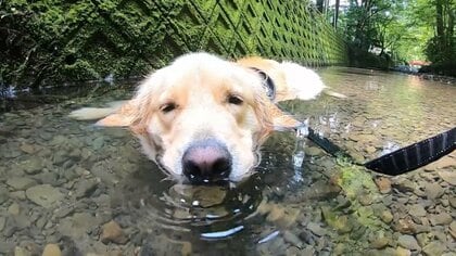 「本日もおつかりさま」川に浸かって涼むゴールデンレトリバーに癒される…いつもこのスタイル? 飼い主に聞いた