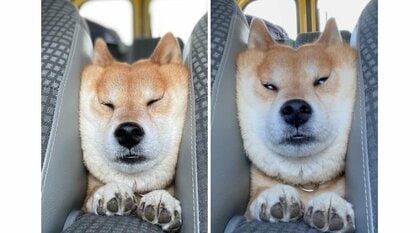 まるで食パン? 車のシートに挟まる豆柴の「ムギュー顔」がかわいい！