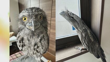 「敵だっ！」木の姿に“擬態”したガマグチヨタカのガブリエル君 音楽かけながら部屋へ来たご主人に焦る