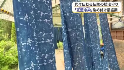 日本最古の草木染め「正藍冷染」が栗原市で最盛期　藍の栽培から染め付けまでを一貫して行う伝統の技　宮城