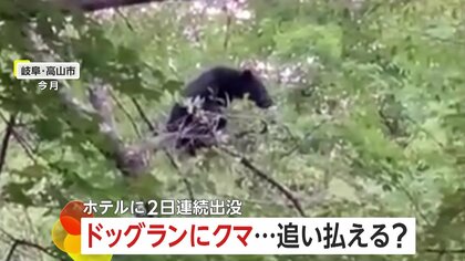ホテルのドッグランに子グマ…2日連続出没「親グマも出てくるかも…」　スマホの電子音もまったく気にせず　岐阜・高山市