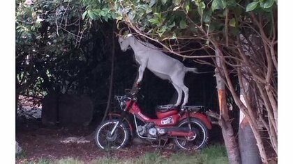 バイクに立ち乗りする“ワイルドなヤギ”が話題…一体何をしている？飼い主に聞いた