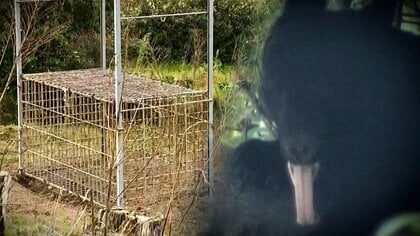 口の中にクマの爪が…子グマ2頭がかかった罠を見に行った男性が襲われ重傷　近くに母グマか!? 専門家｢最も注意すべき場面｣