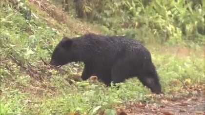 人身被害に警戒を！秋田県全域に「ツキノワグマ出没警報」　注意報から切り替え　制度開始以降最も早い発令