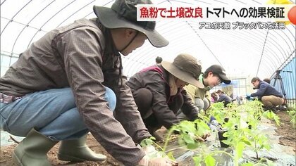 ブラックバスでトマトはおいしくなるのか!?　特産のアユ守るため駆除したブラックバスで土壌改良　トマトのハリ・ツヤ・収穫量など検証【山形発】