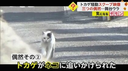 約300万回再生 ネコから必死で逃げる「トカゲ」が話題 スクープ生んだ