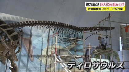 サメも丸呑みする“海の巨大トカゲ” 7000万年前の化石「ティロサウルス ...