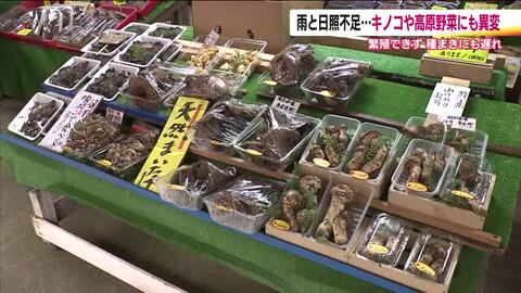湿気を好むキノコでも…長雨で成長できず　秋の味覚がウリの直売所に異変　高原野菜の生育も遅れる　福島