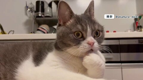 「ニャ、ニャンだこれー!!」猫のココちゃんが目を丸くした視線の先に“オオカミバンド”?