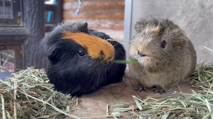 んっ?(提供:須坂市動物園)